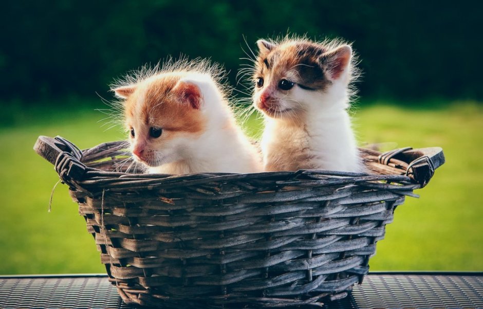 Маленькие котята в корзинке