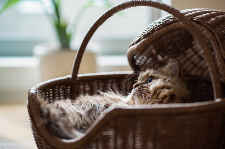 Спящий котенок в корзинке