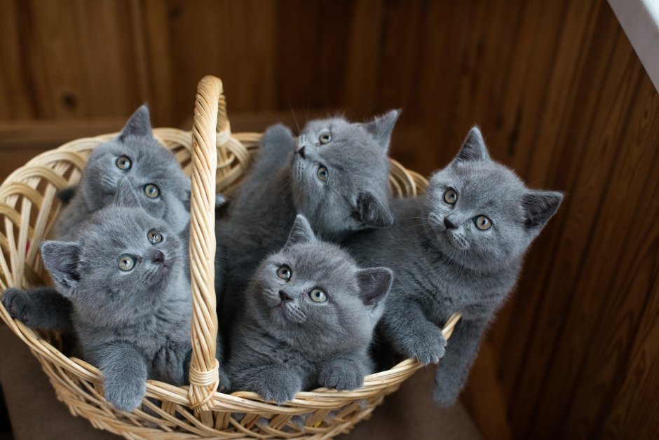 Британские котята серые