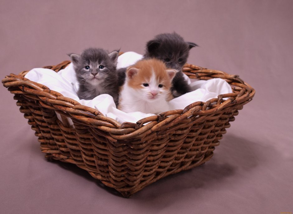 Корзинка для кошки