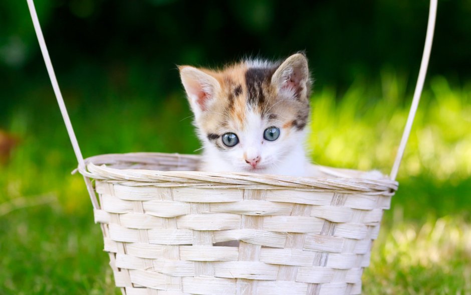 Котята в корзинке