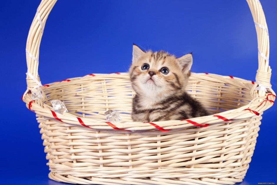 Корзинка для кошки