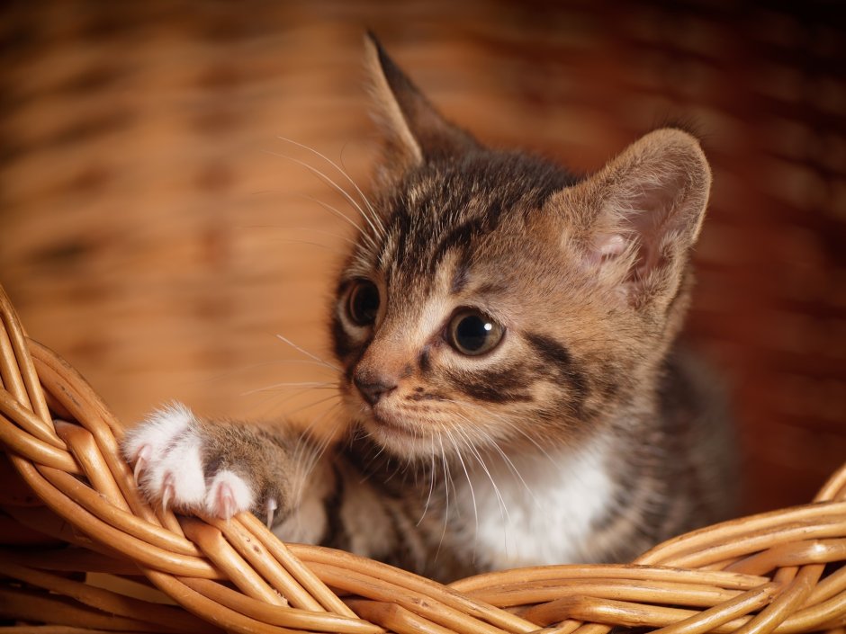 Котик в корзинке полосатый