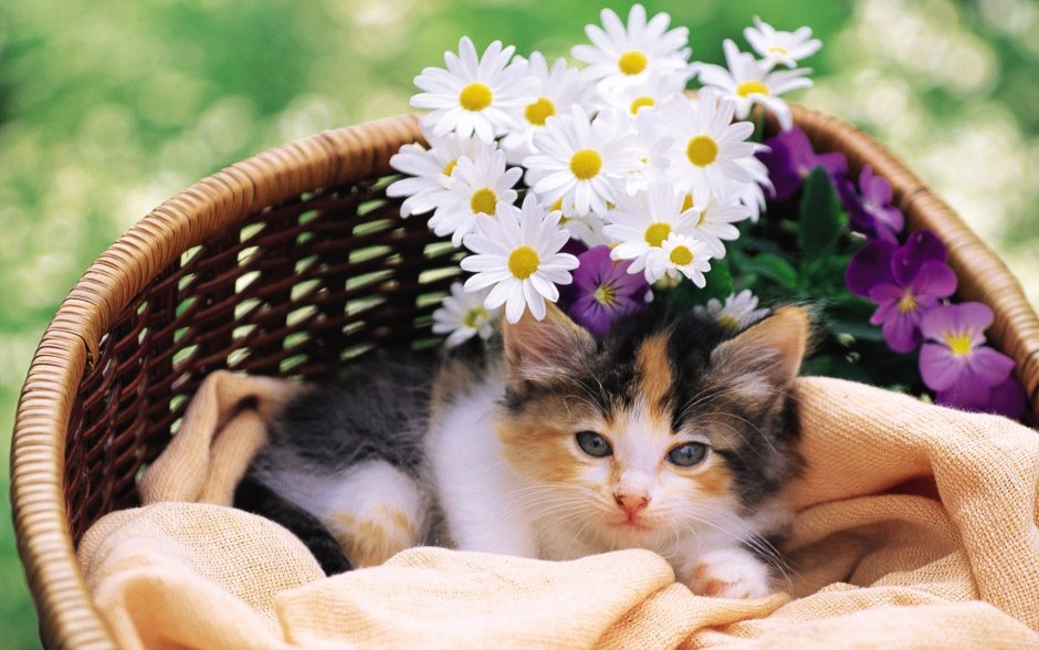 Котенок в цветах