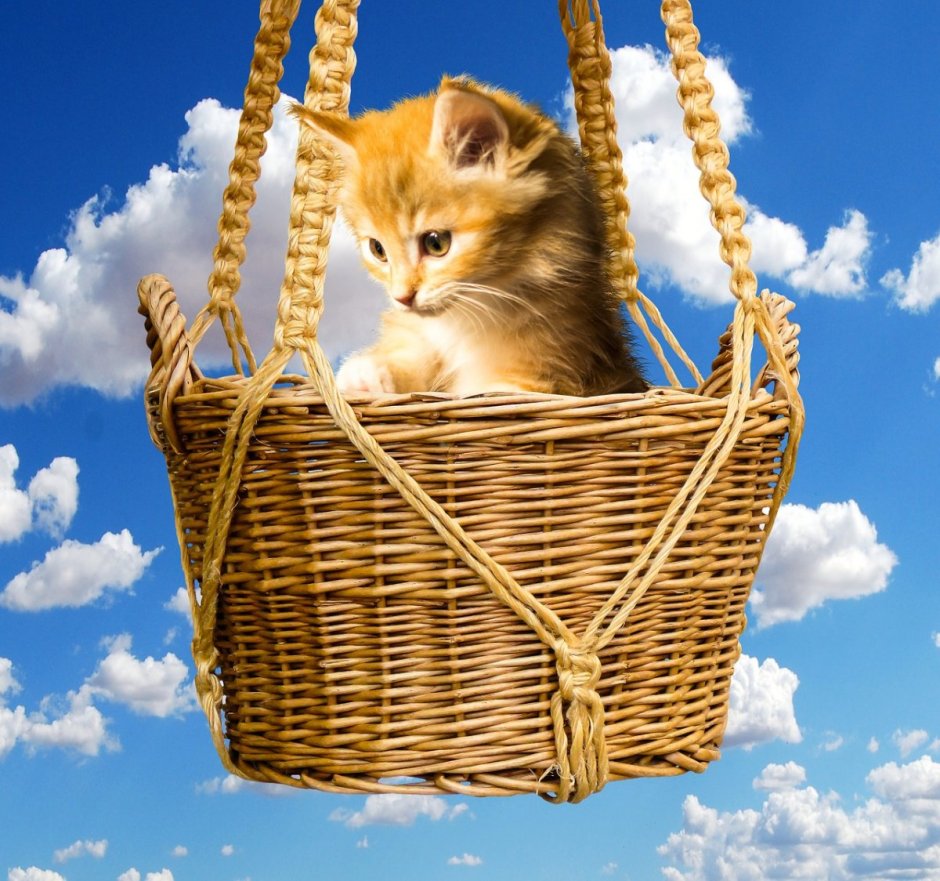 Корзина для кошек