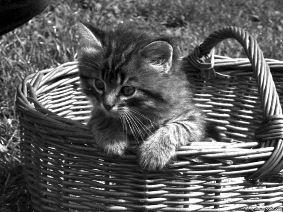 Котята фото
