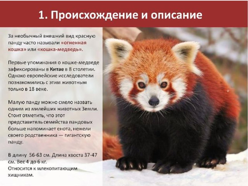 Животное занесенное в красную книгу России