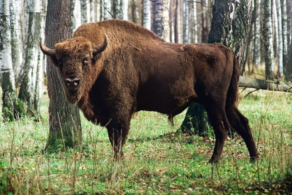ЗУБР Bison bonasus