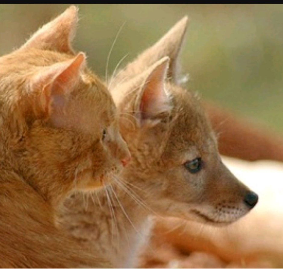 Кот и лиса