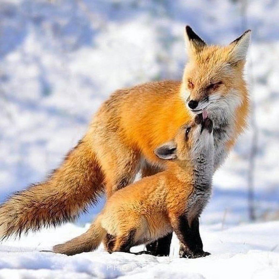 Кошка Лисичка