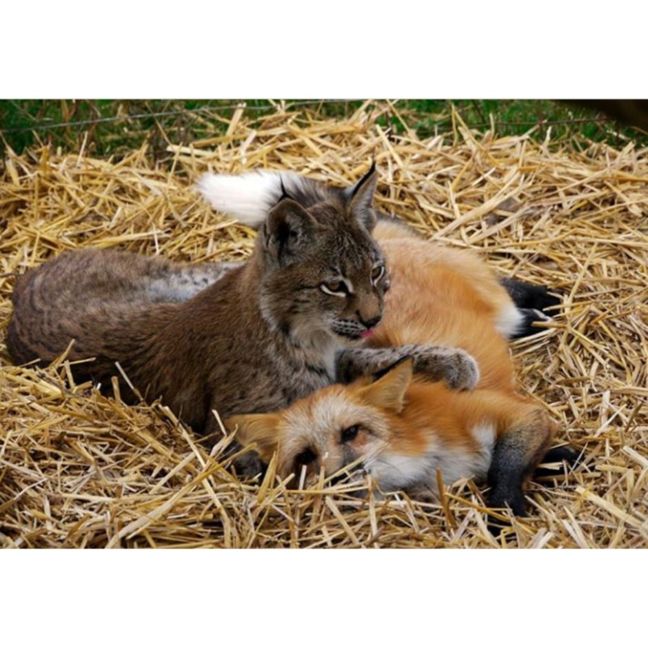 Лис и кошка