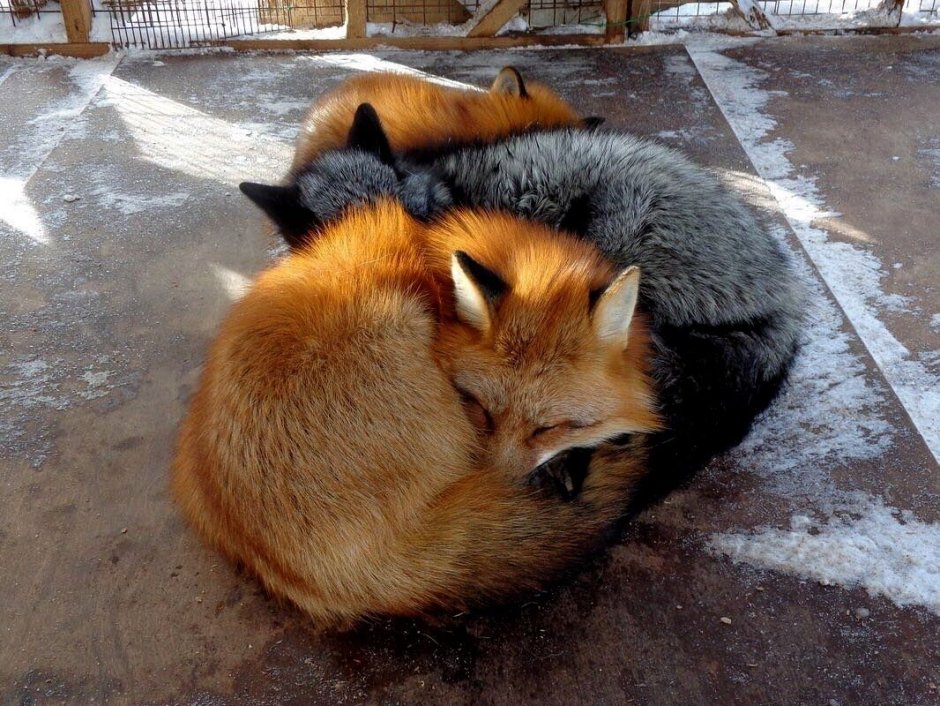 Лис и кот