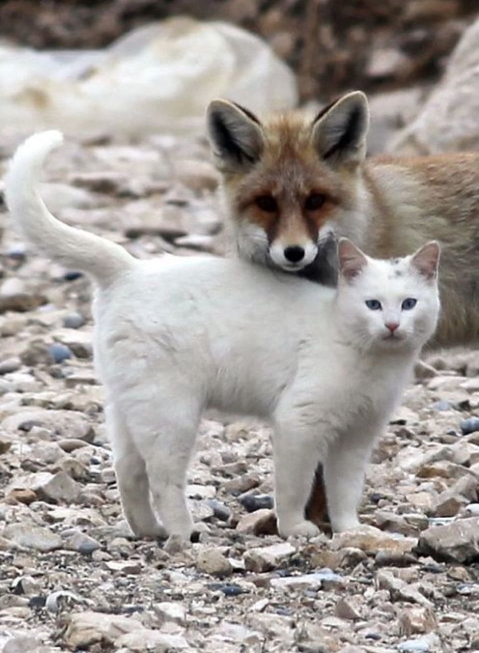 Кот в лесу