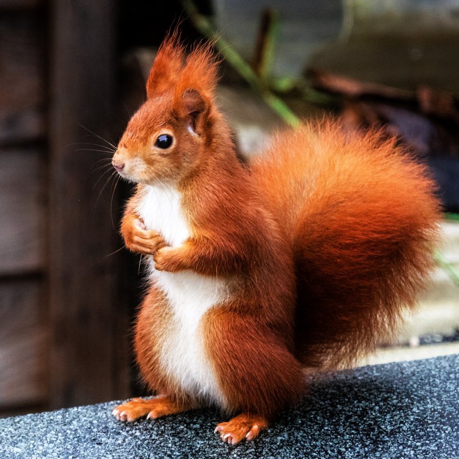 Огненная Векша