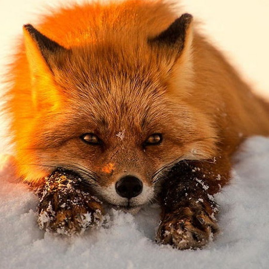 Лисичка грустит