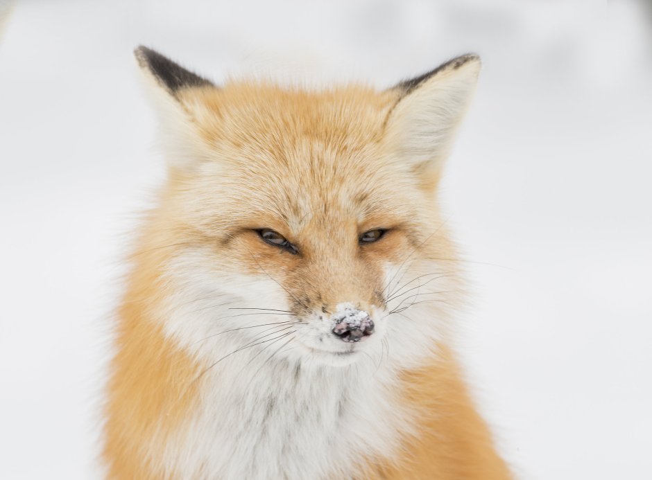 Недовольная лиса