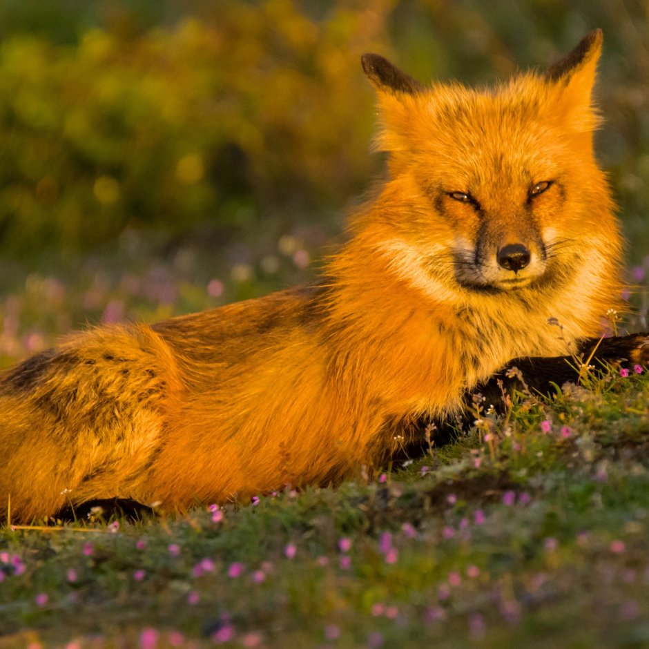 Лисица ораньжева