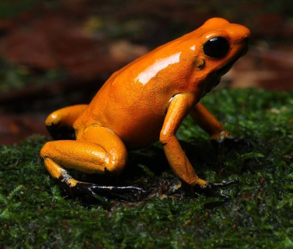 Лягушка листолаз