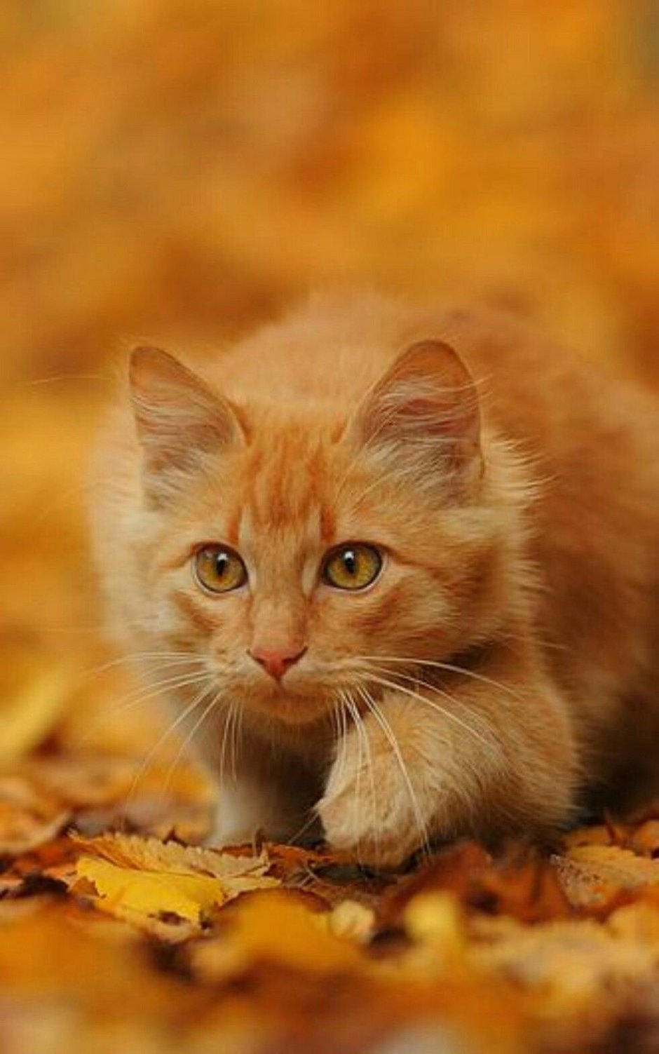 Котенок Рыжик