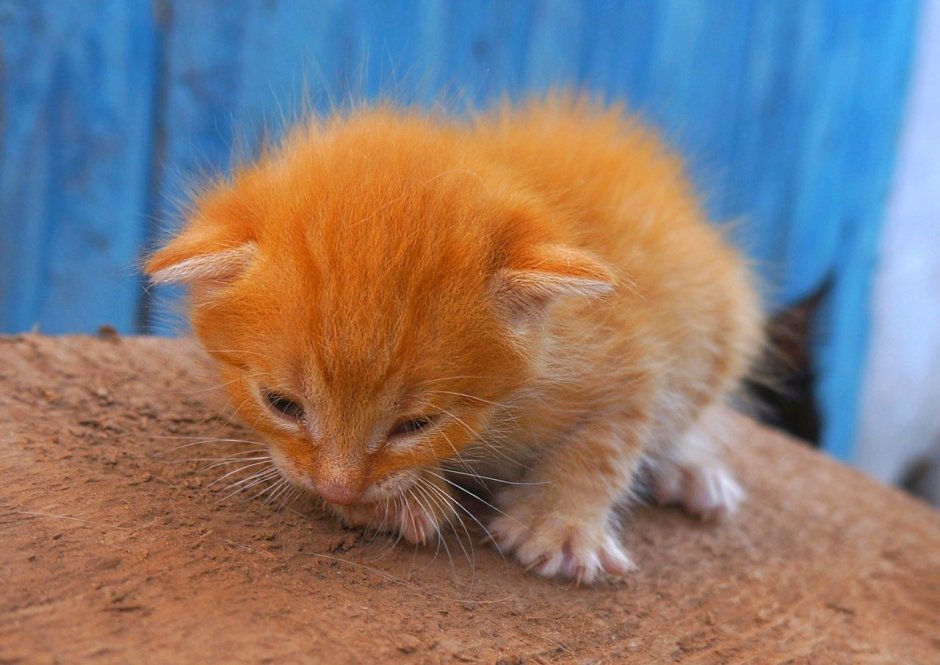 Ярко рыжий котенок