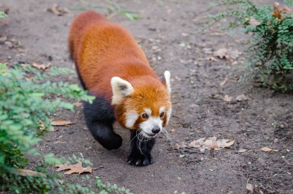 Животные оранжевого цвета