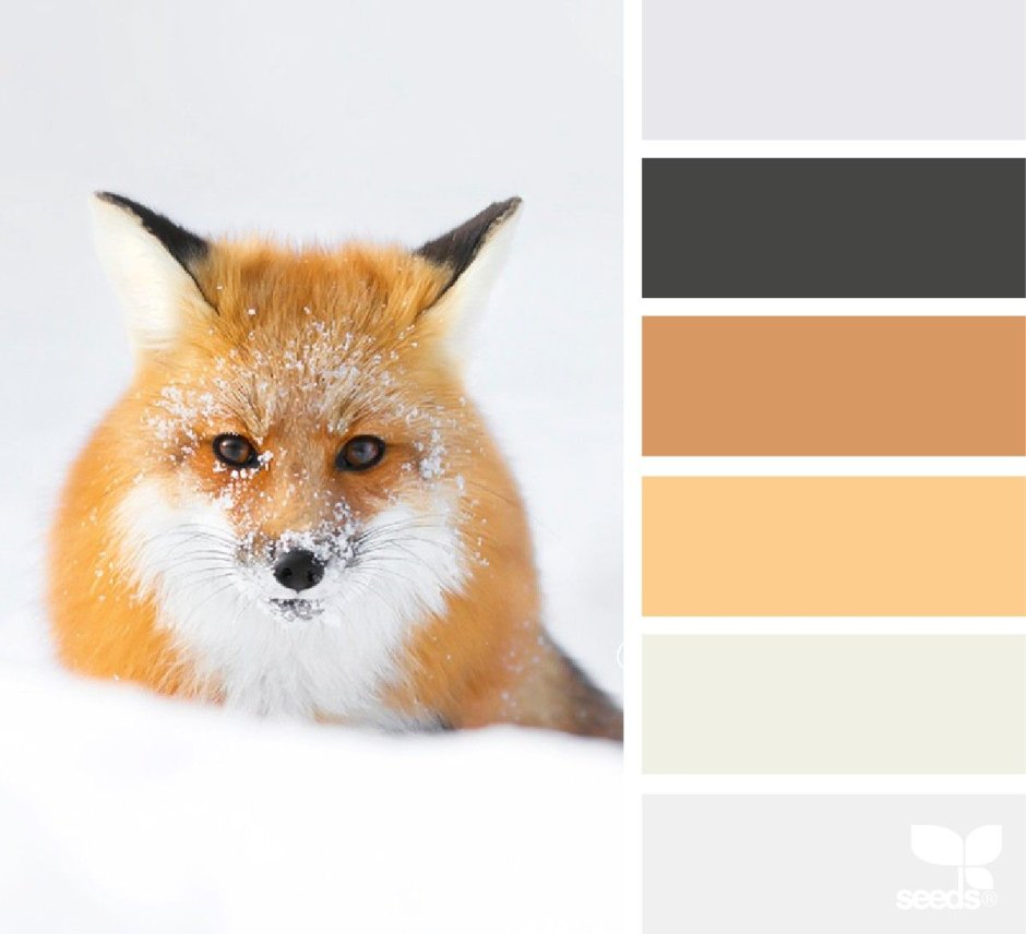 Палитра цветов животных