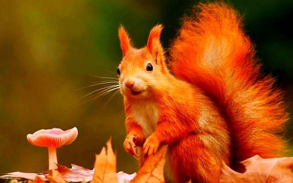 Белка в рыжей шубке скачет