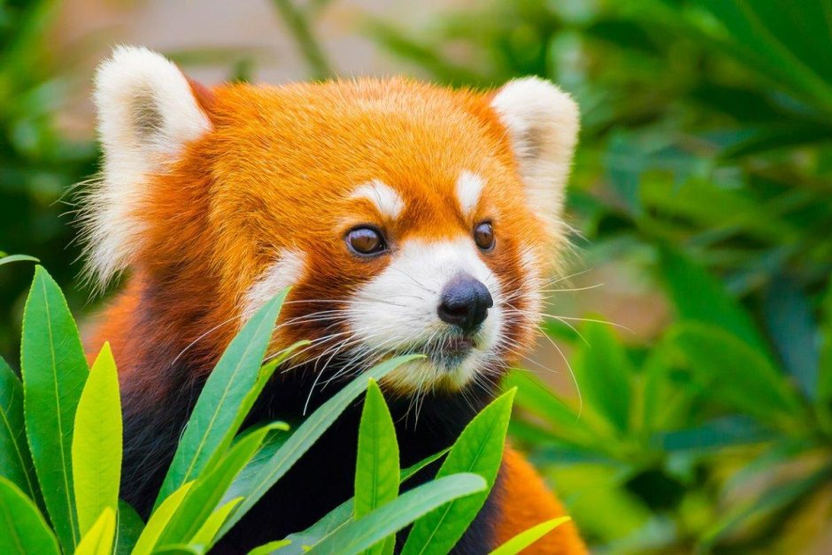 Карликовая красная Панда