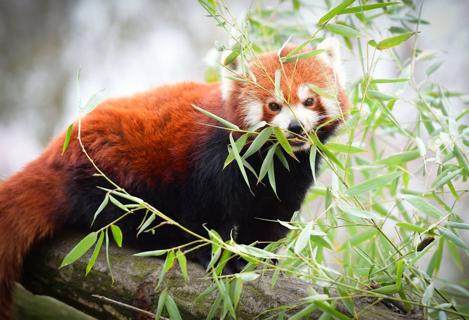 Красная Панда