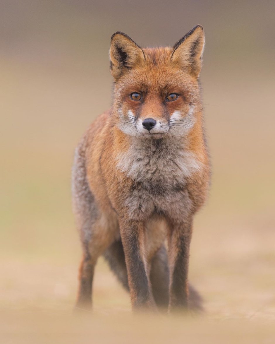 Дик Ван Дуйн