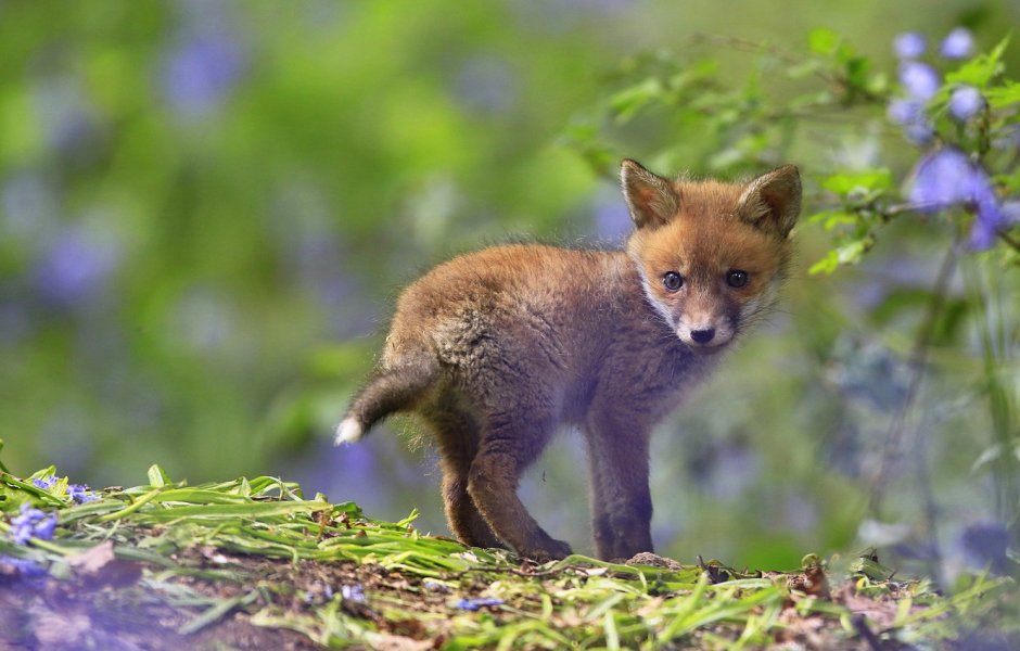 Лисенок с листиком