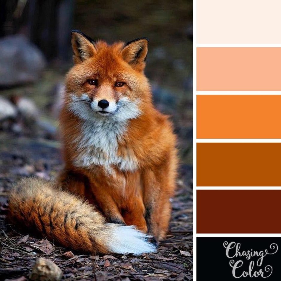 Лиса цвет