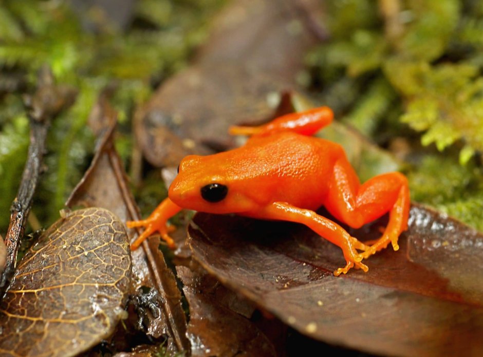 Золотая Мантелла лягушка