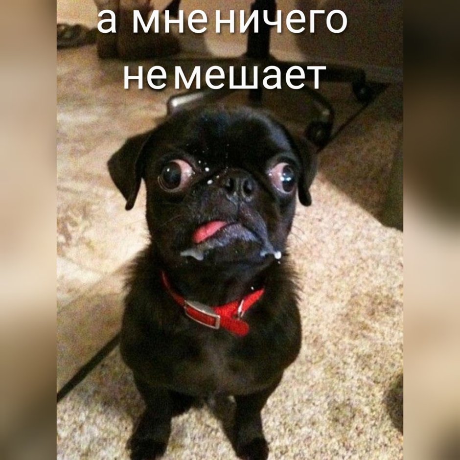 Собака с косыми глазами
