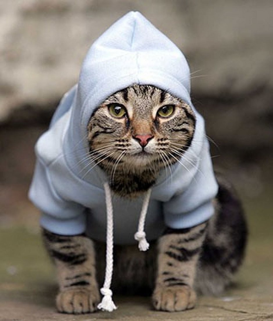 Fb Cover Cat Photography
