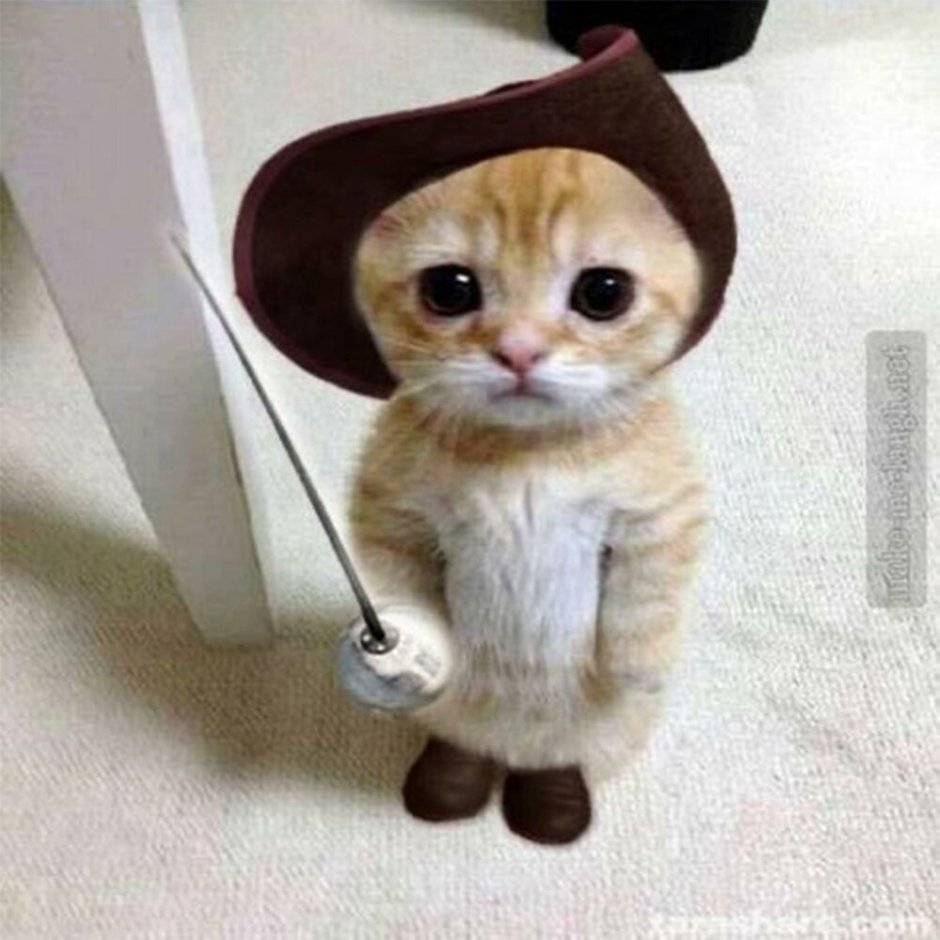 Защищайся кот