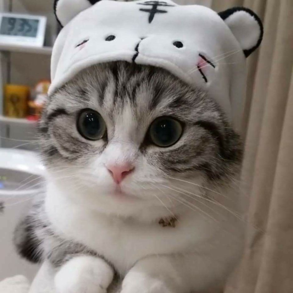 Милый кот