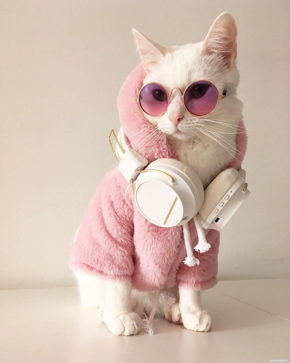 Стильные коты