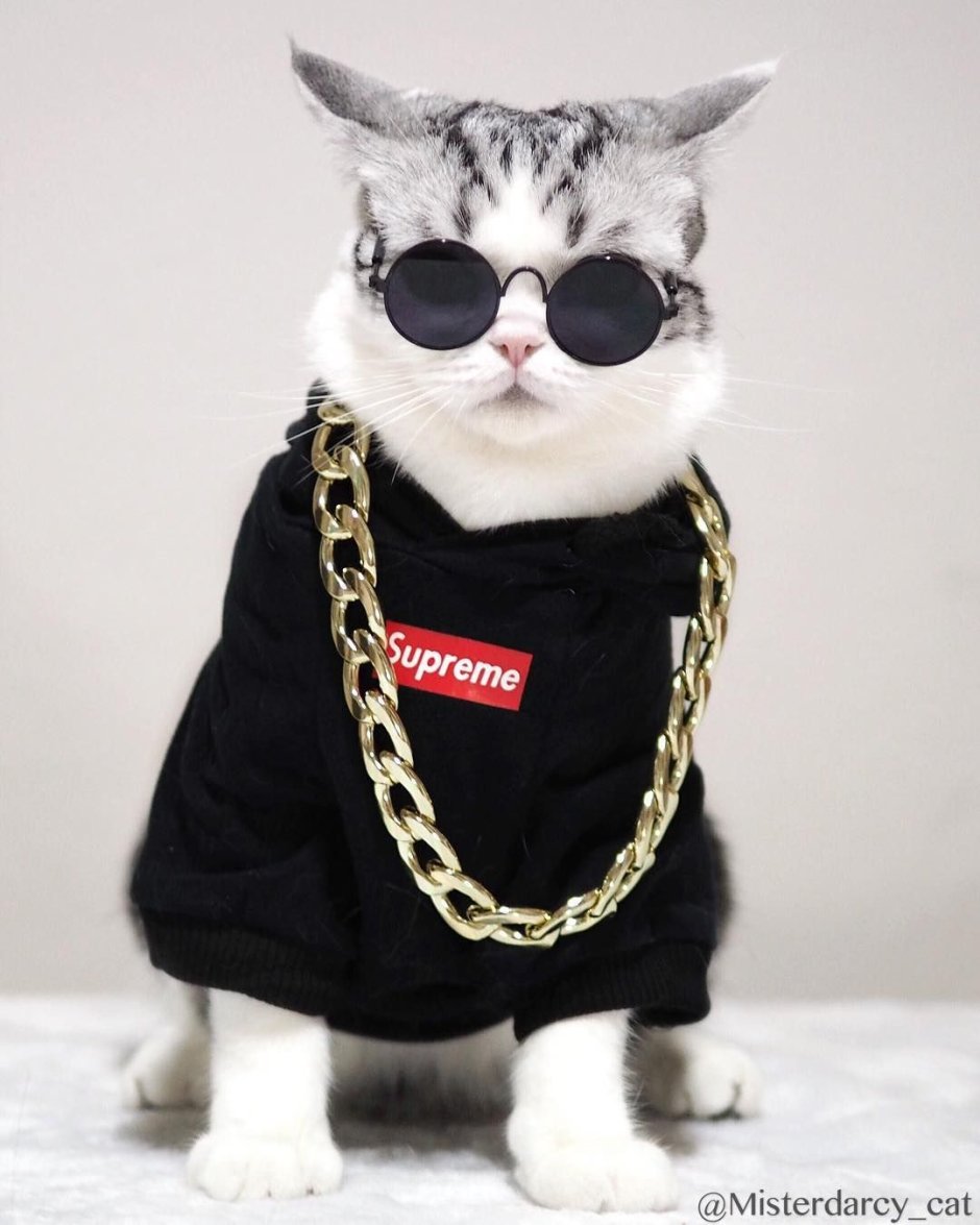 Кот в очках