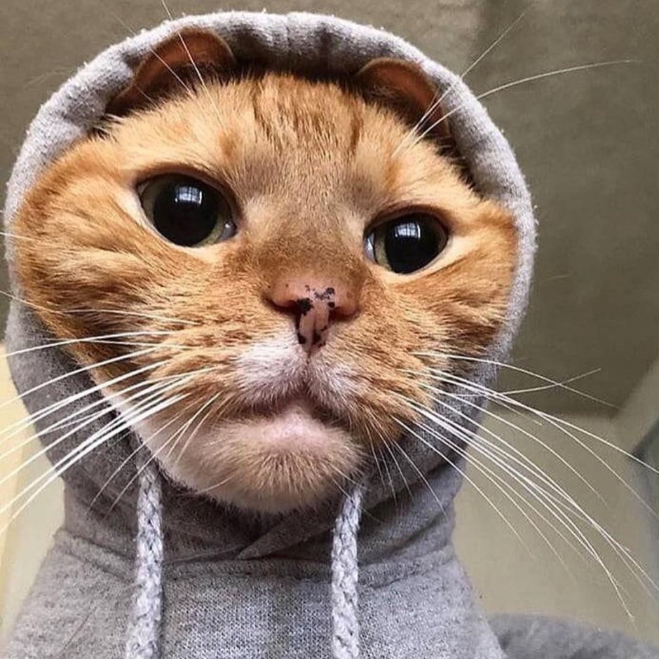 Прикольные кошечки