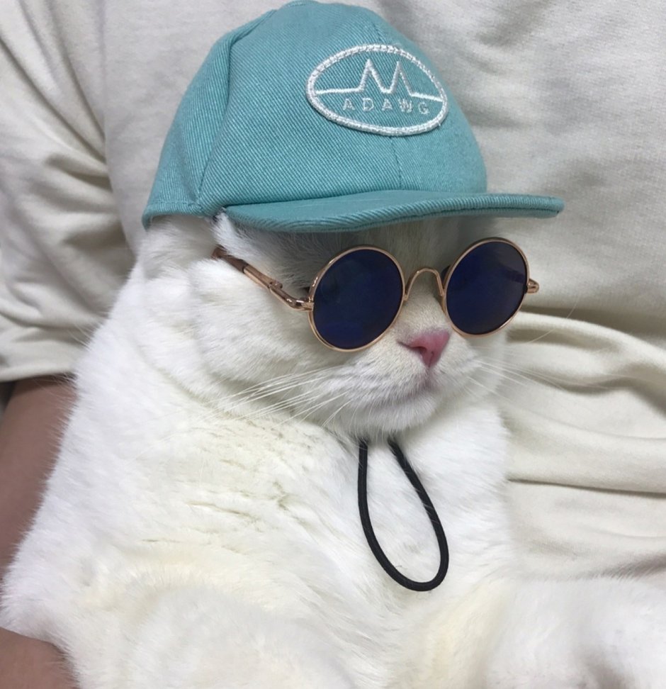 Белый кот в очках