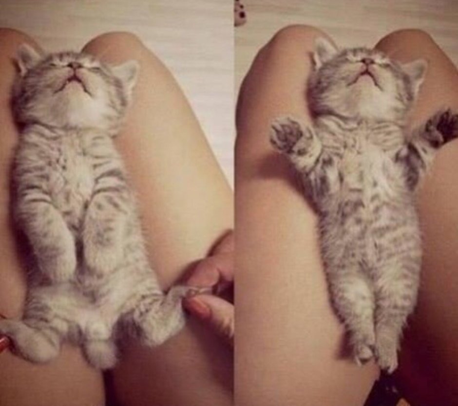 Котик и киски