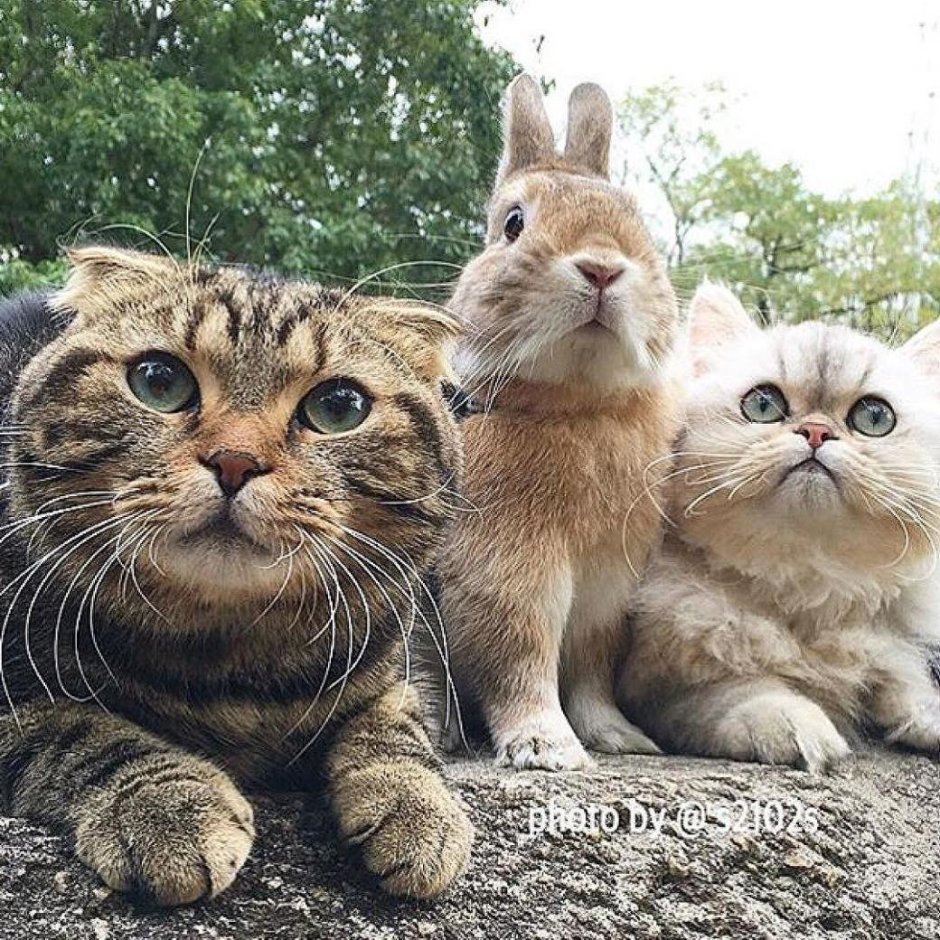 Три кошки смешные