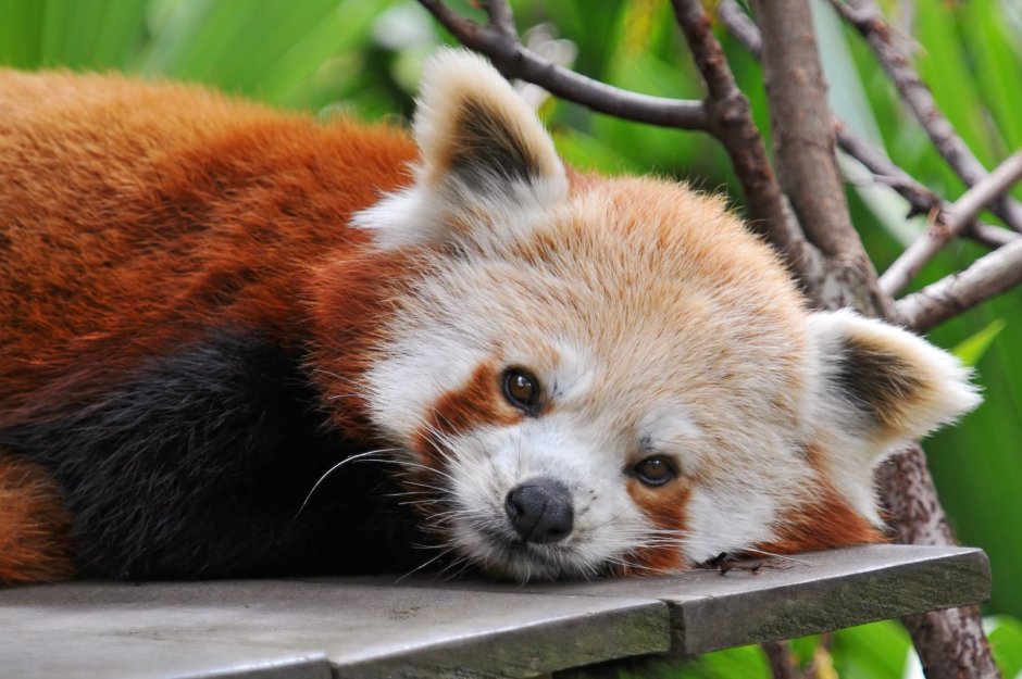 Малая Панда (Ailurus Fulgens