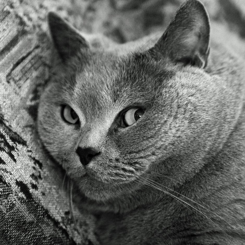 Британский короткошерстный кот