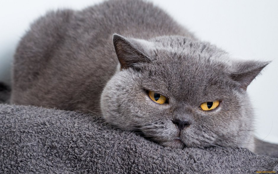 Британский короткошерстный кот толстый