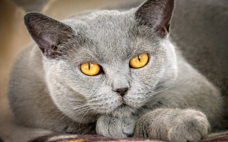 Корат шартрез Картезианская кошка
