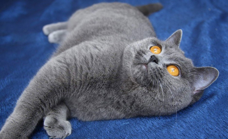 Картезианская кошка британец