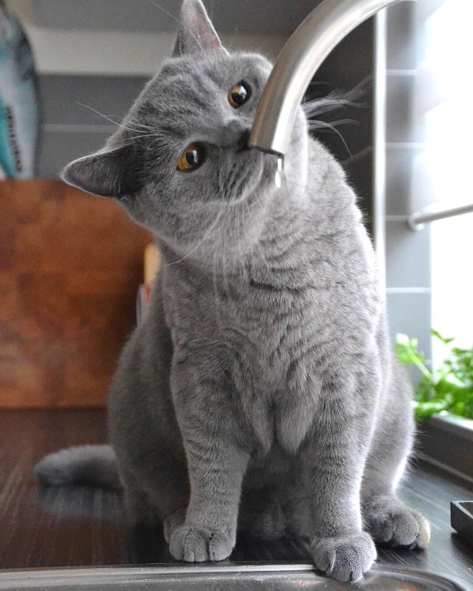 Манчкин короткошерстный британский