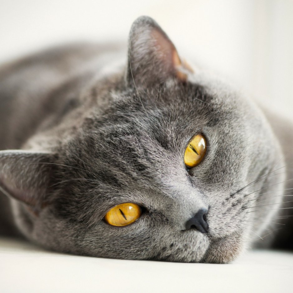 Кот серый